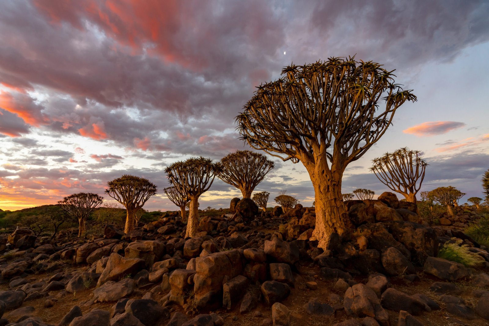 view of Quiver Trees Forest with beautiful sky sunset twilight sky scene in Keetmanshoop, Namibia.